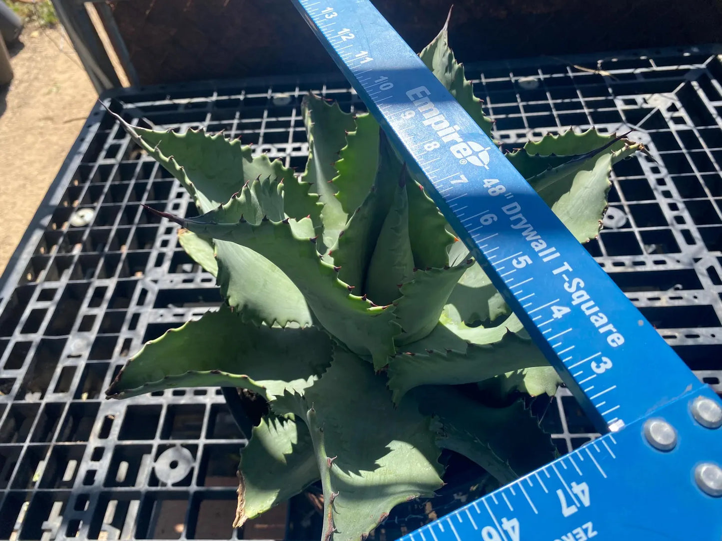 Agave 'Mr. Ripple' - SH8