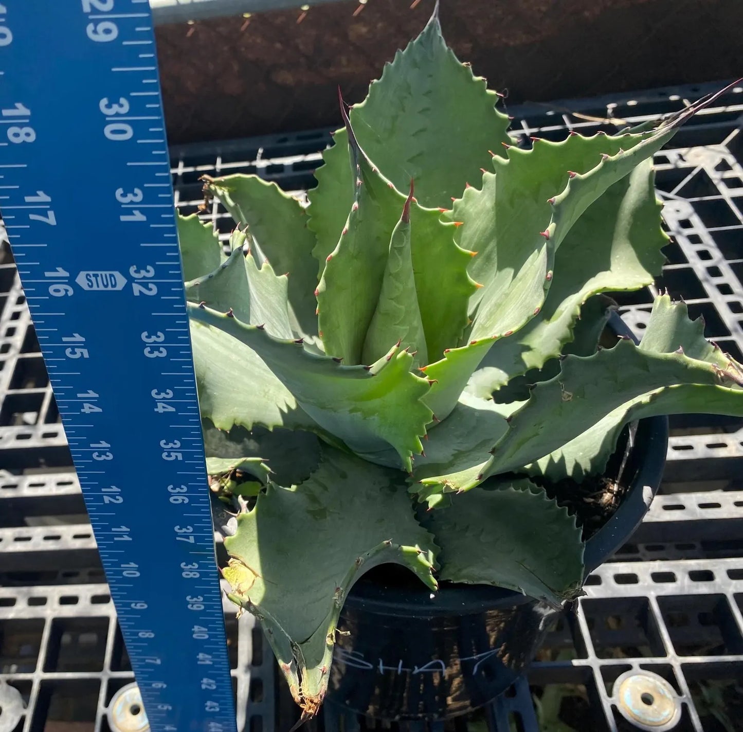 Agave 'Mr. Ripple' - SH7