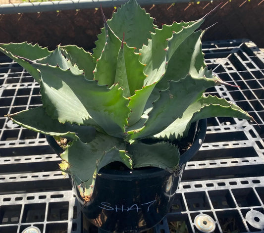 Agave 'Mr. Ripple' - SH7