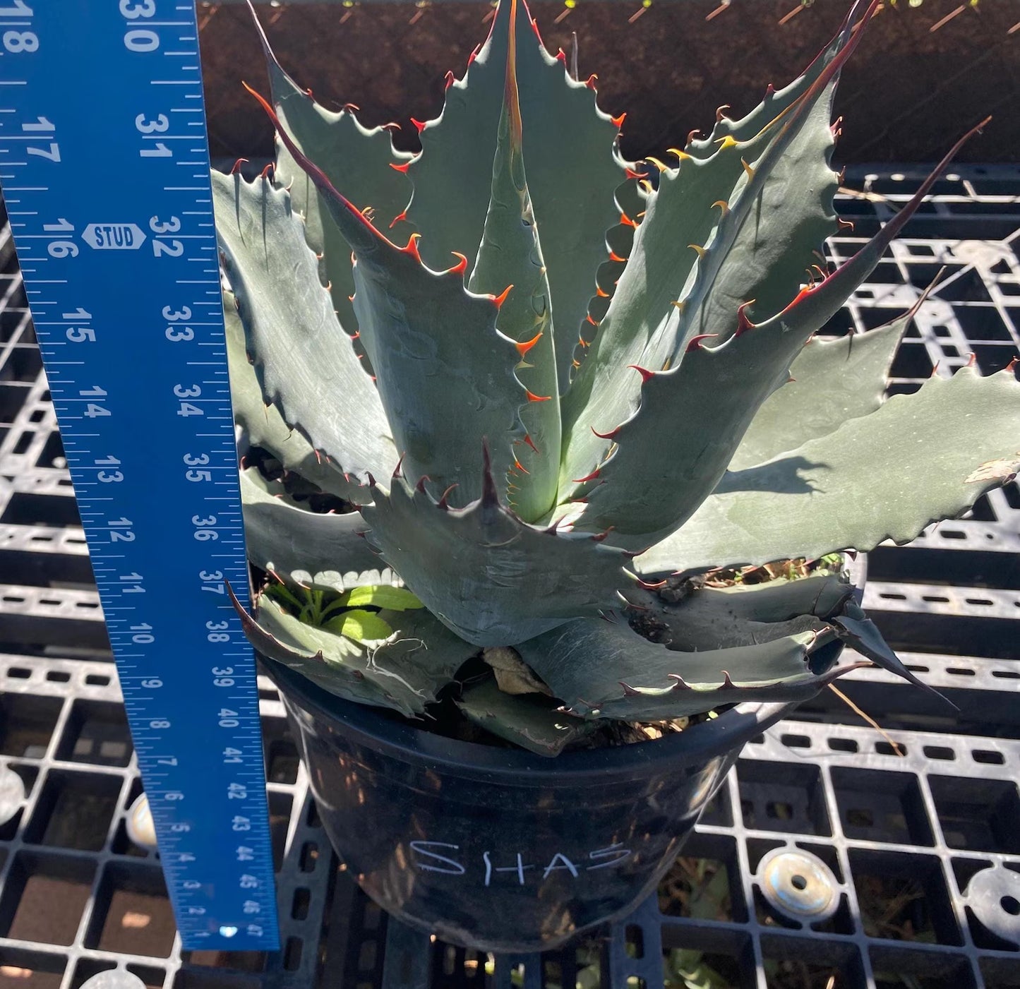 Agave shawii SH5