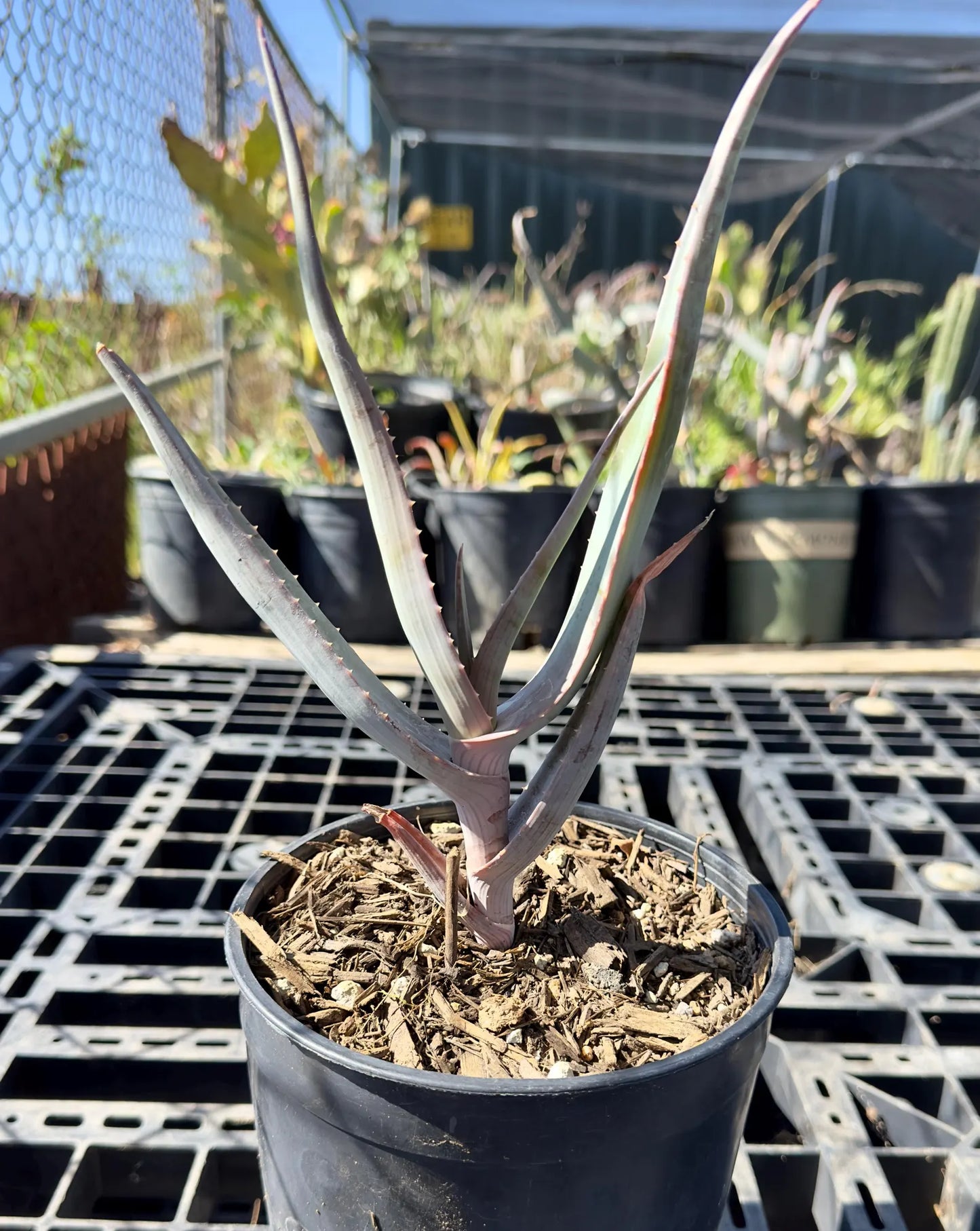 Rare Aloe Comosa - Clanwilliam Aloe