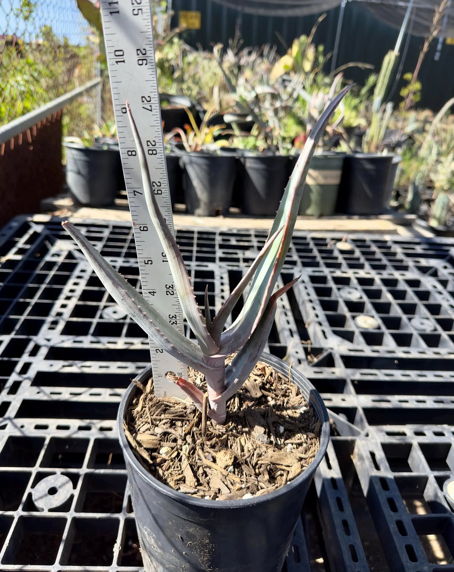 Rare Aloe Comosa - Clanwilliam Aloe