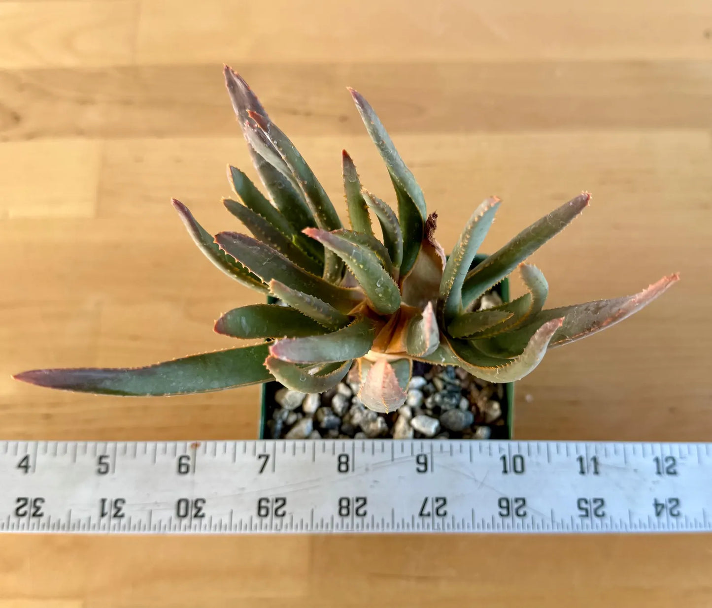 Aloe ramosissima E4