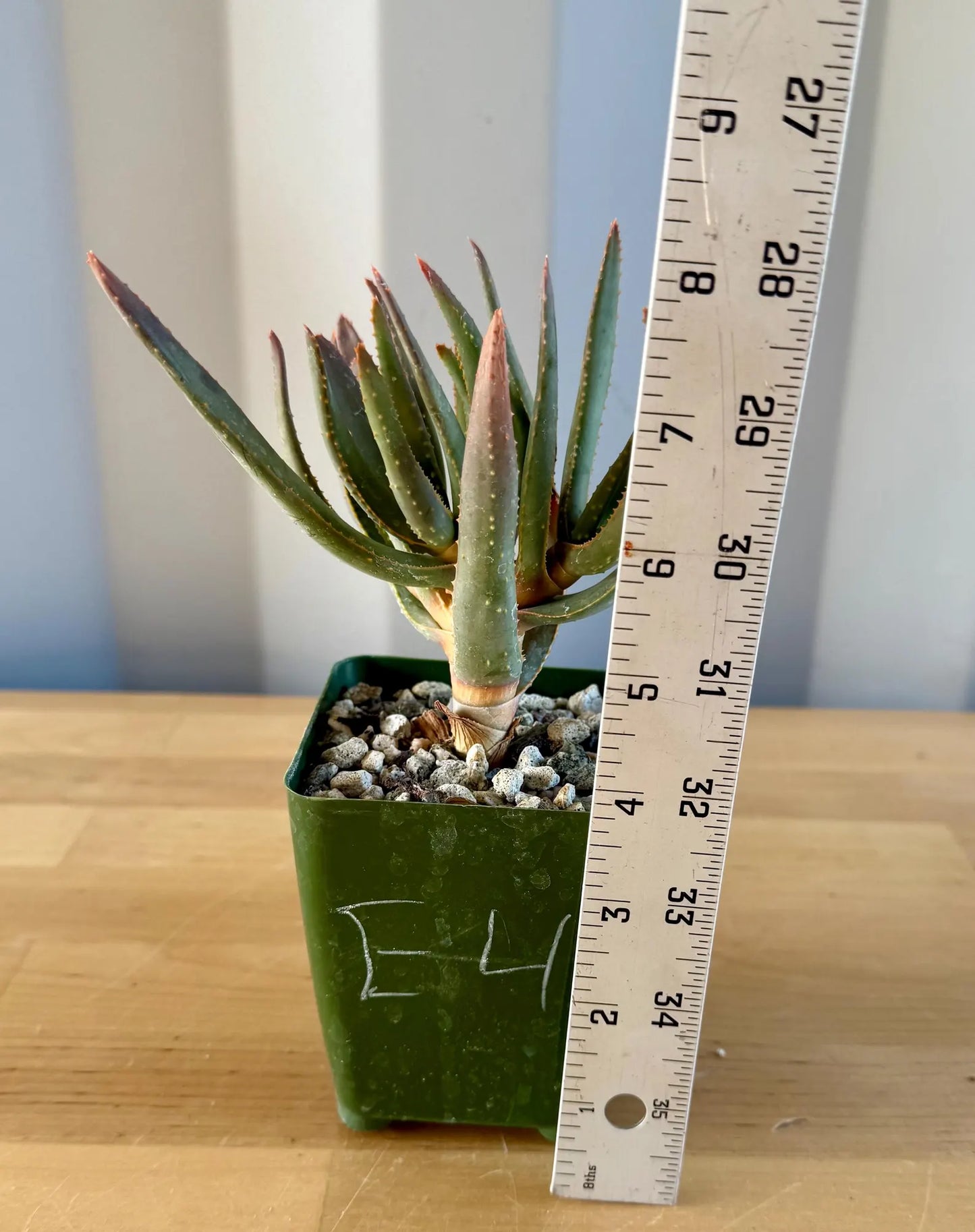 Aloe ramosissima E4