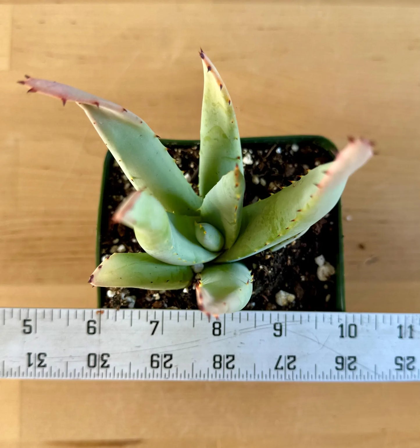 Aloe claviflora E5