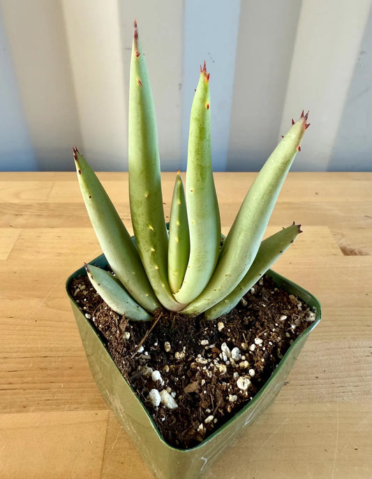 Aloe claviflora E6