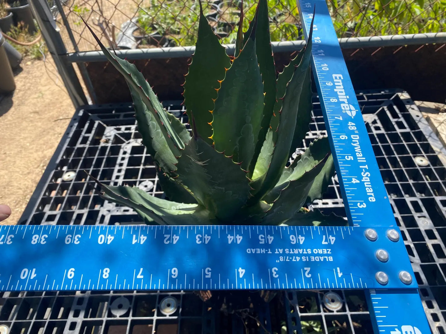Agave atrovirens - Maguey Verde Grande SH1