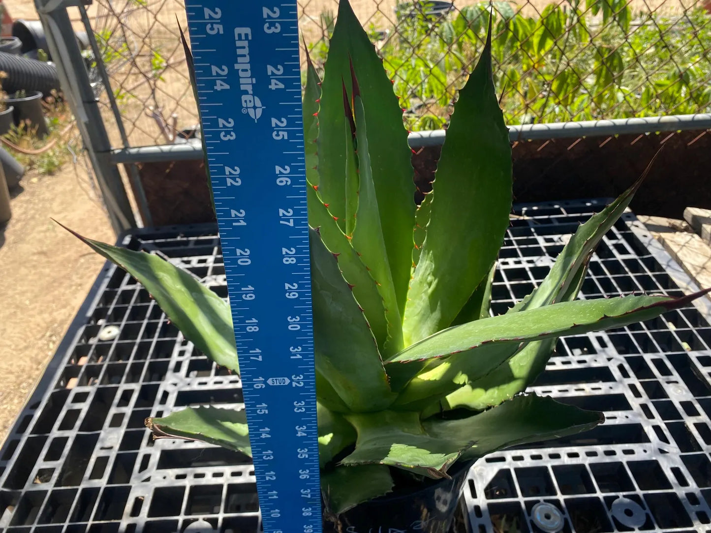Agave atrovirens - Maguey Verde Grande SH2
