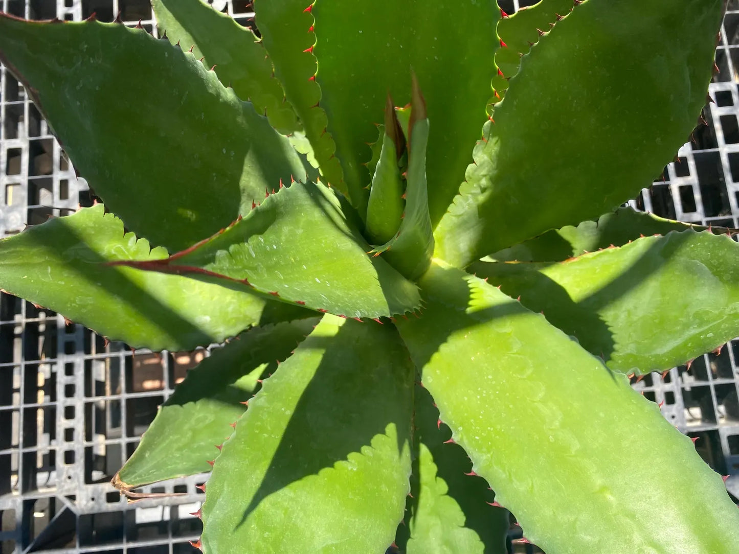 Agave atrovirens - Maguey Verde Grande SH2