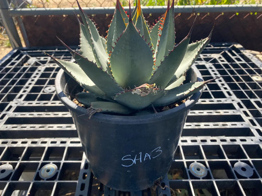 Agave sebastiana - Cedros Island Agave SH3