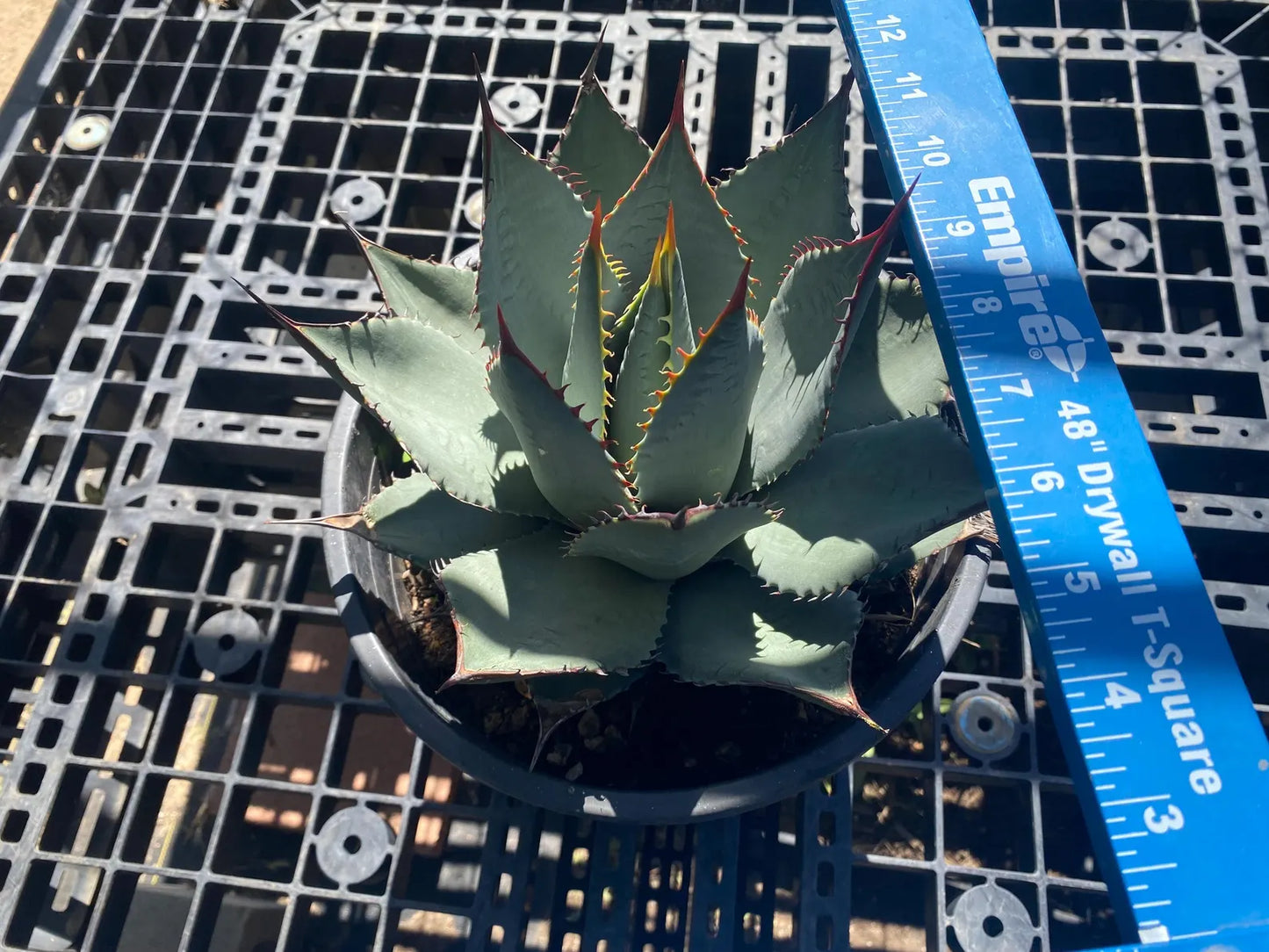Agave sebastiana - Cedros Island Agave SH3