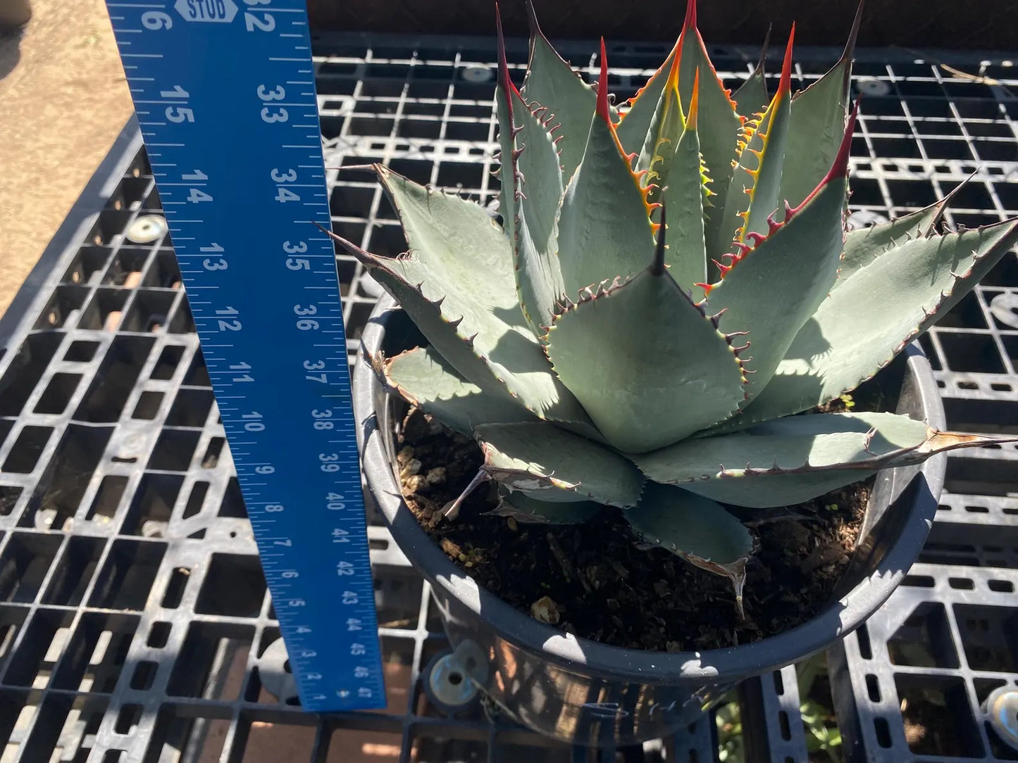 Agave sebastiana - Cedros Island Agave SH4