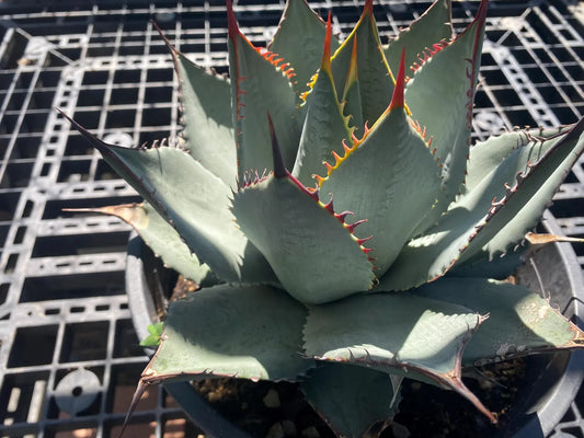 Agave sebastiana - Cedros Island Agave SH4