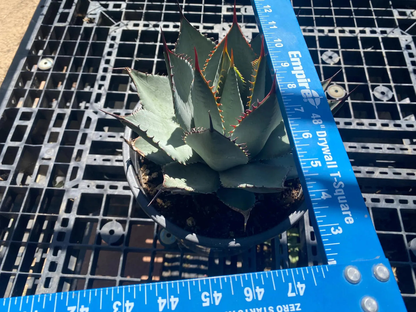 Agave sebastiana - Cedros Island Agave SH4