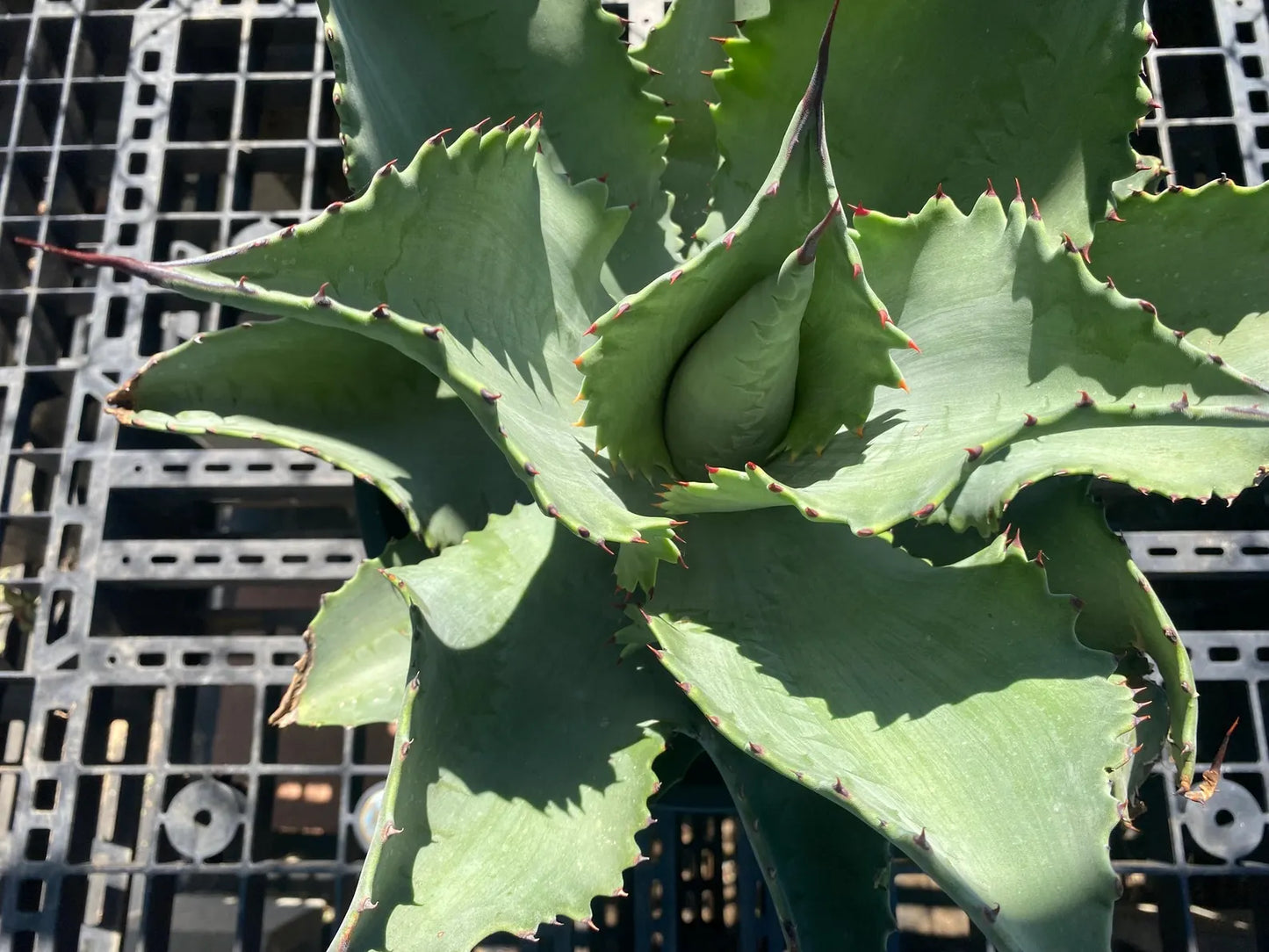 Agave 'Mr. Ripple' - SH8