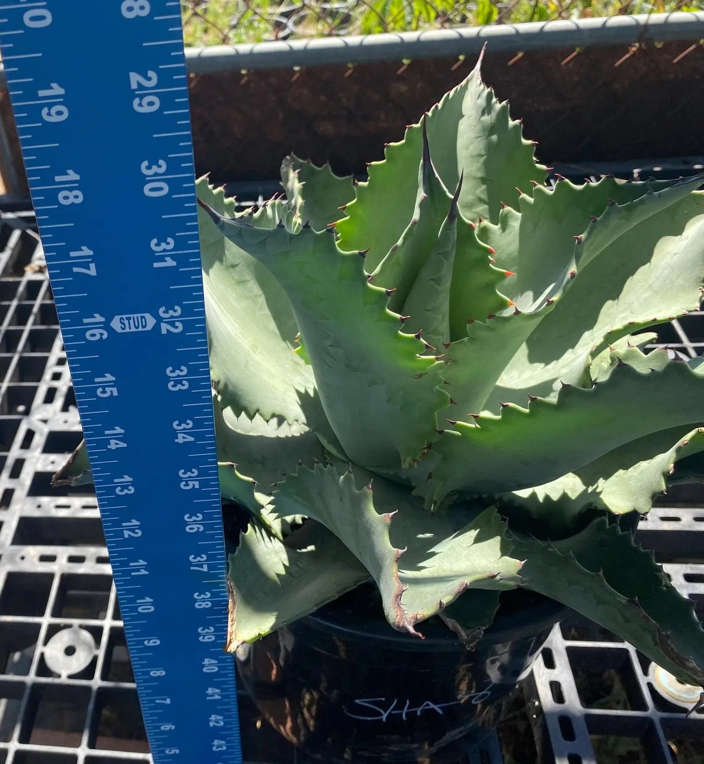 Agave 'Mr. Ripple' - SH8