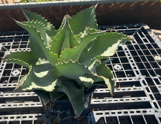 Agave 'Mr. Ripple' - SH8