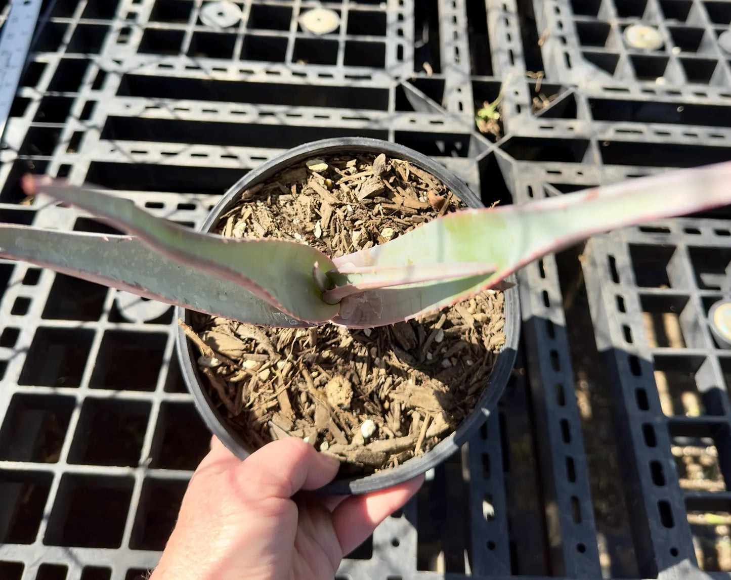 Rare Aloe Comosa - Clanwilliam Aloe