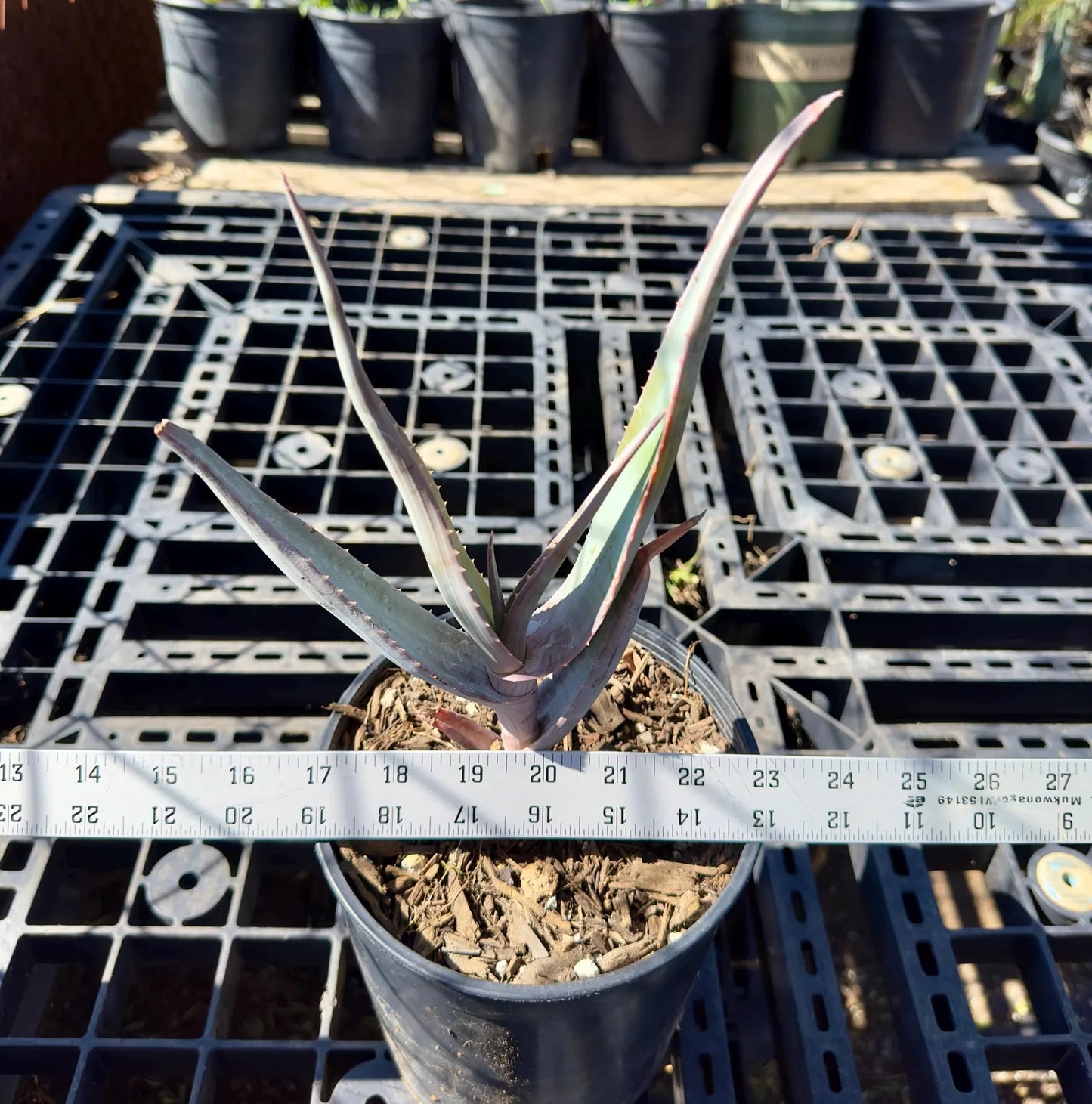 Rare Aloe Comosa - Clanwilliam Aloe