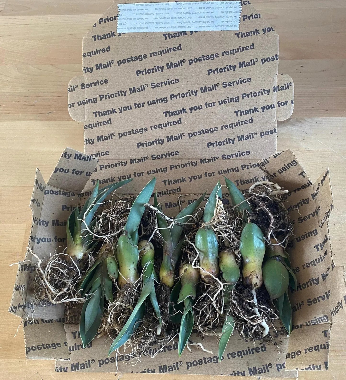 10 Agave Blue Weber Tequilana