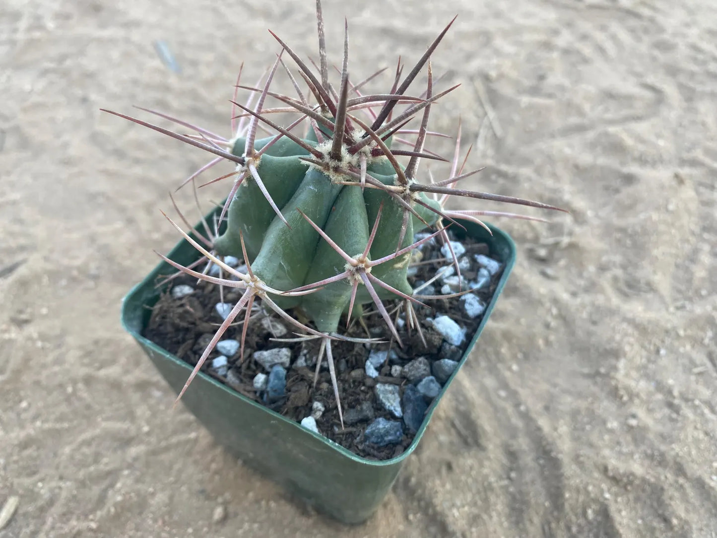 Echinocactus polycephalus - Cotton Top Cactus