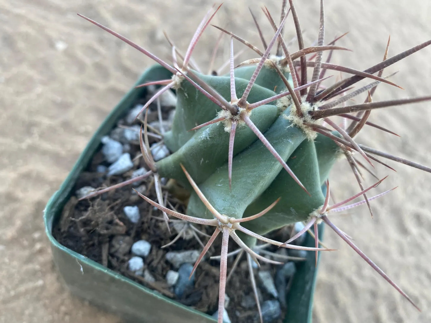 Echinocactus polycephalus - Cotton Top Cactus