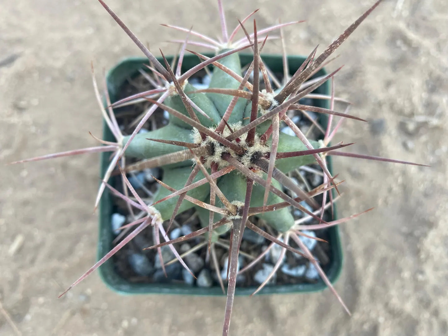 Echinocactus polycephalus - Cotton Top Cactus
