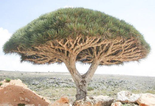 Dracaena draco - Dragon blood tree - 5 gallon size