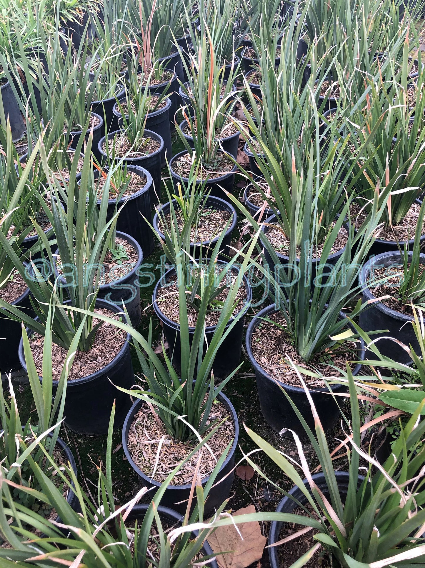 5gal Fortnight Lily | Dietes iridioides