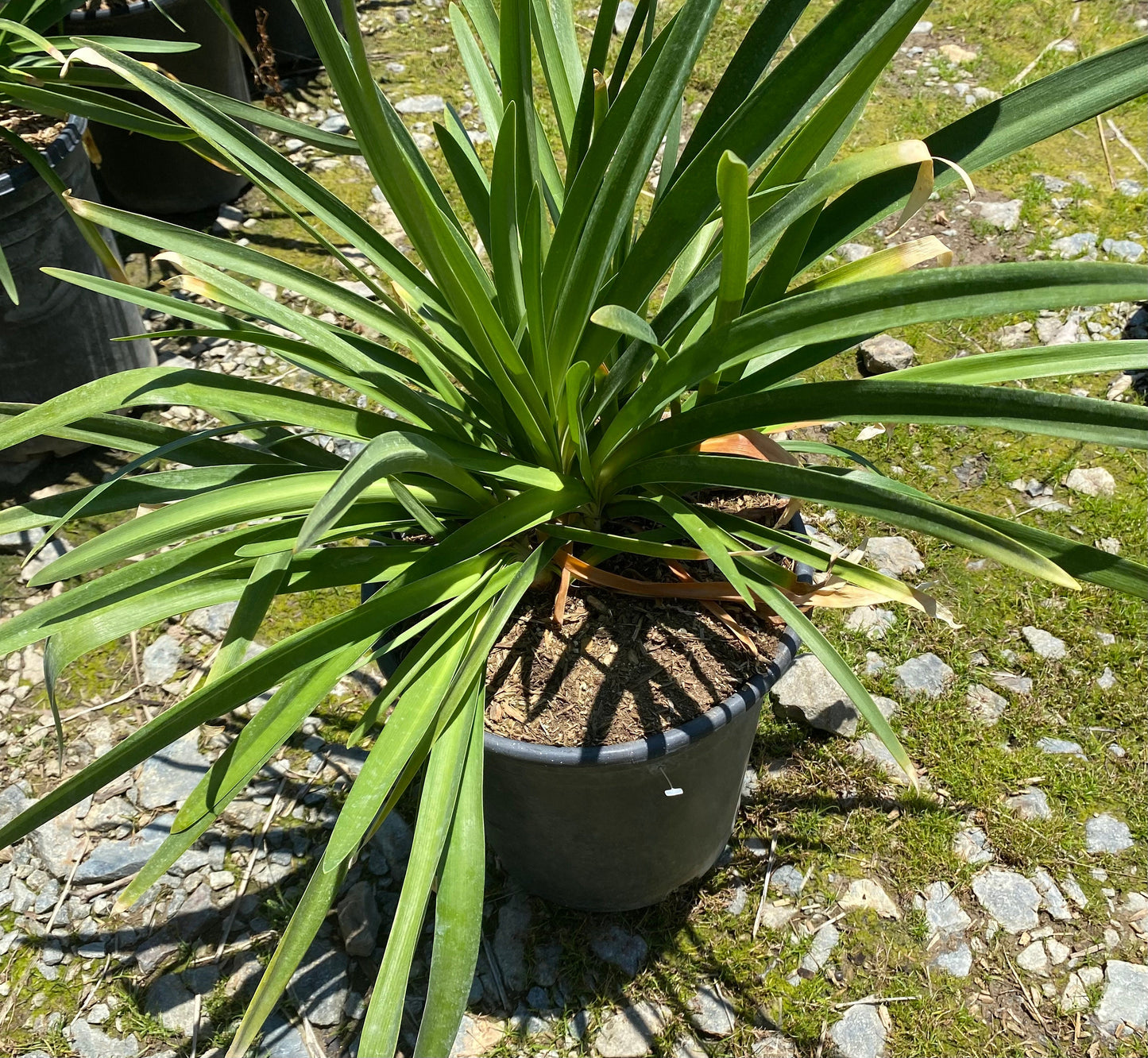 5gal Purple Agapanthus africanus