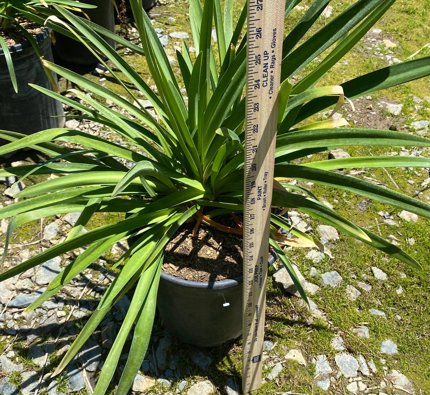 5gal Purple Agapanthus africanus