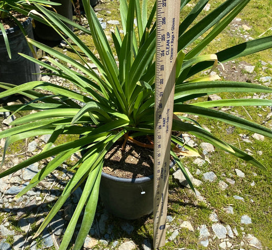 5gal Purple Agapanthus africanus