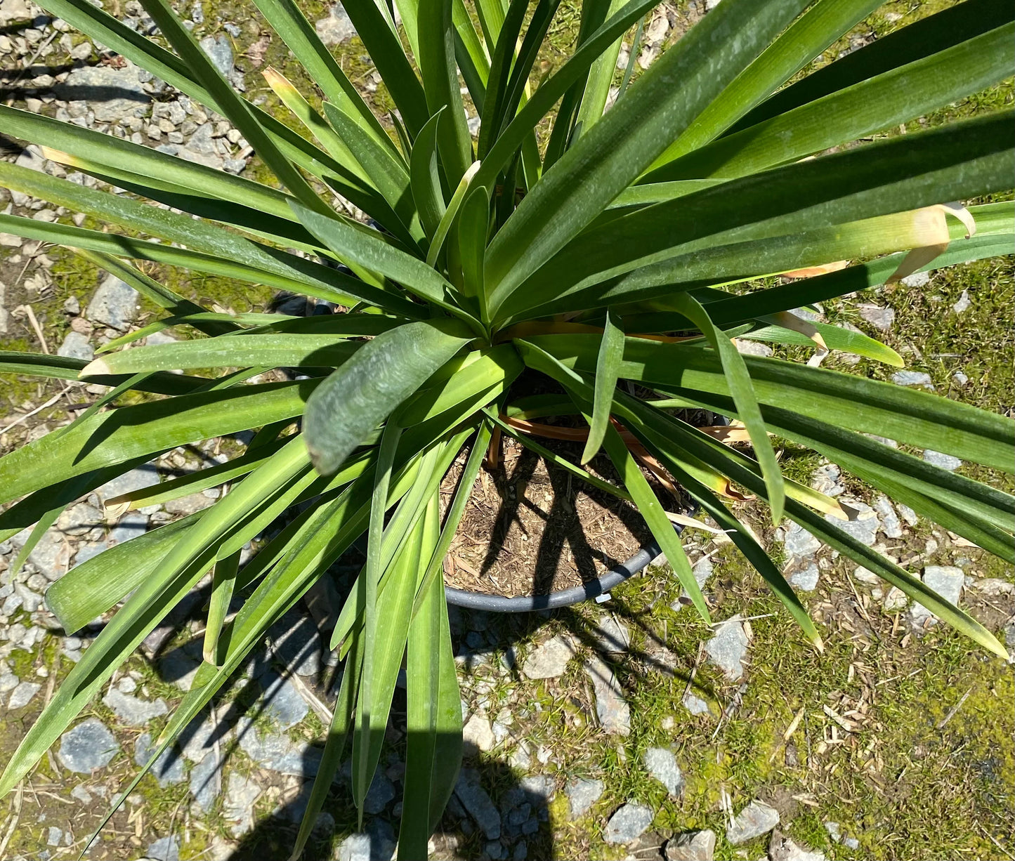 5gal Purple Agapanthus africanus