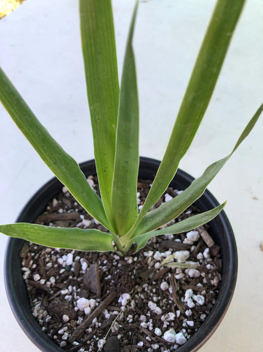 Dracaena draco - Dragon blood tree - 1 Gallon Size