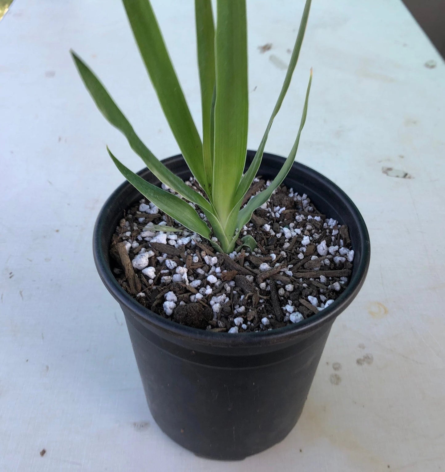 Dracaena draco - Dragon blood tree - 1 Gallon Size