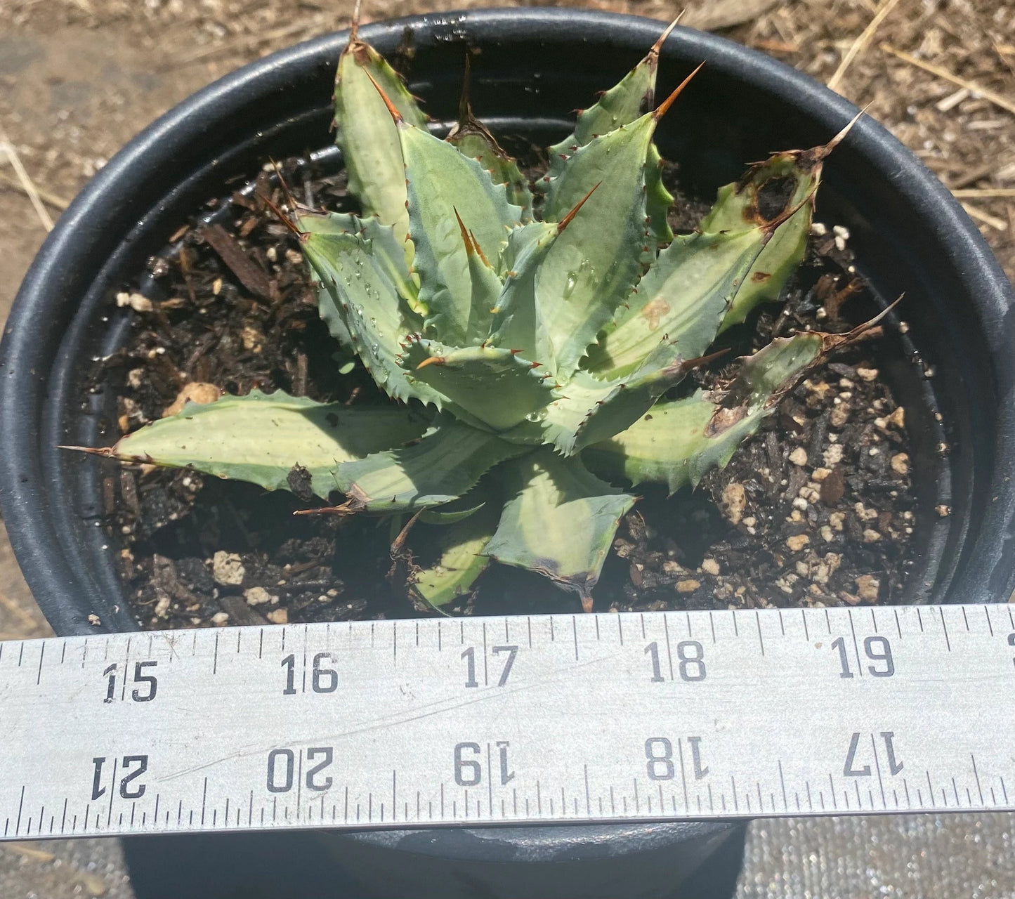 Agave isthmensis 'Becky' | Becky's Century Plant