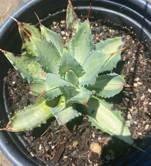 Agave isthmensis 'Becky' | Becky's Century Plant