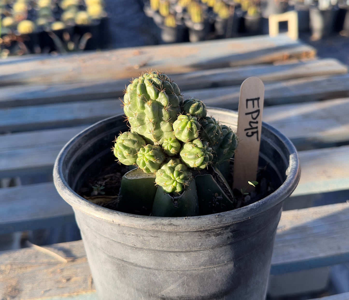 Sulcorebutia Graft (EP45)