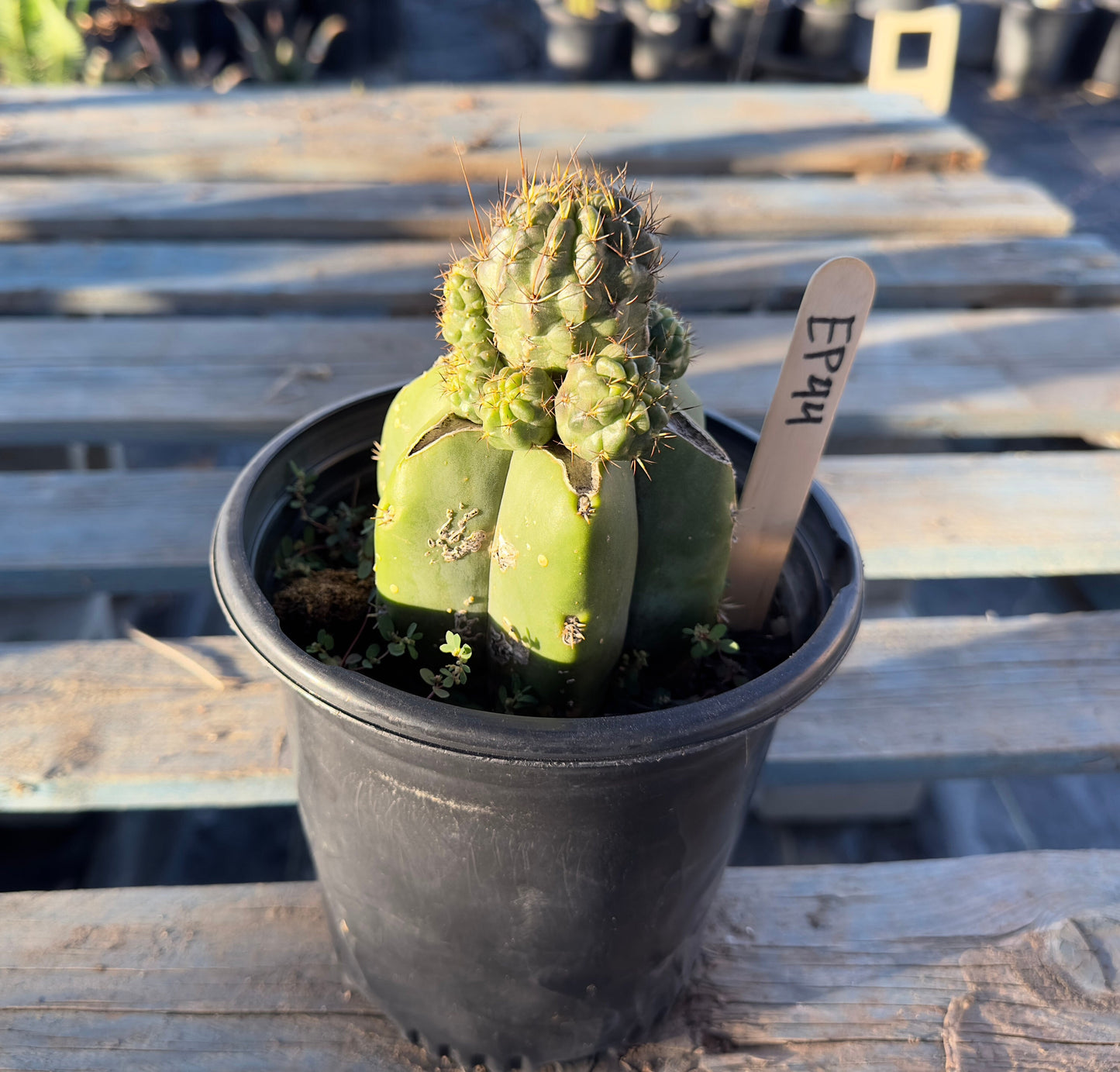 Sulcorebutia Graft (EP44)