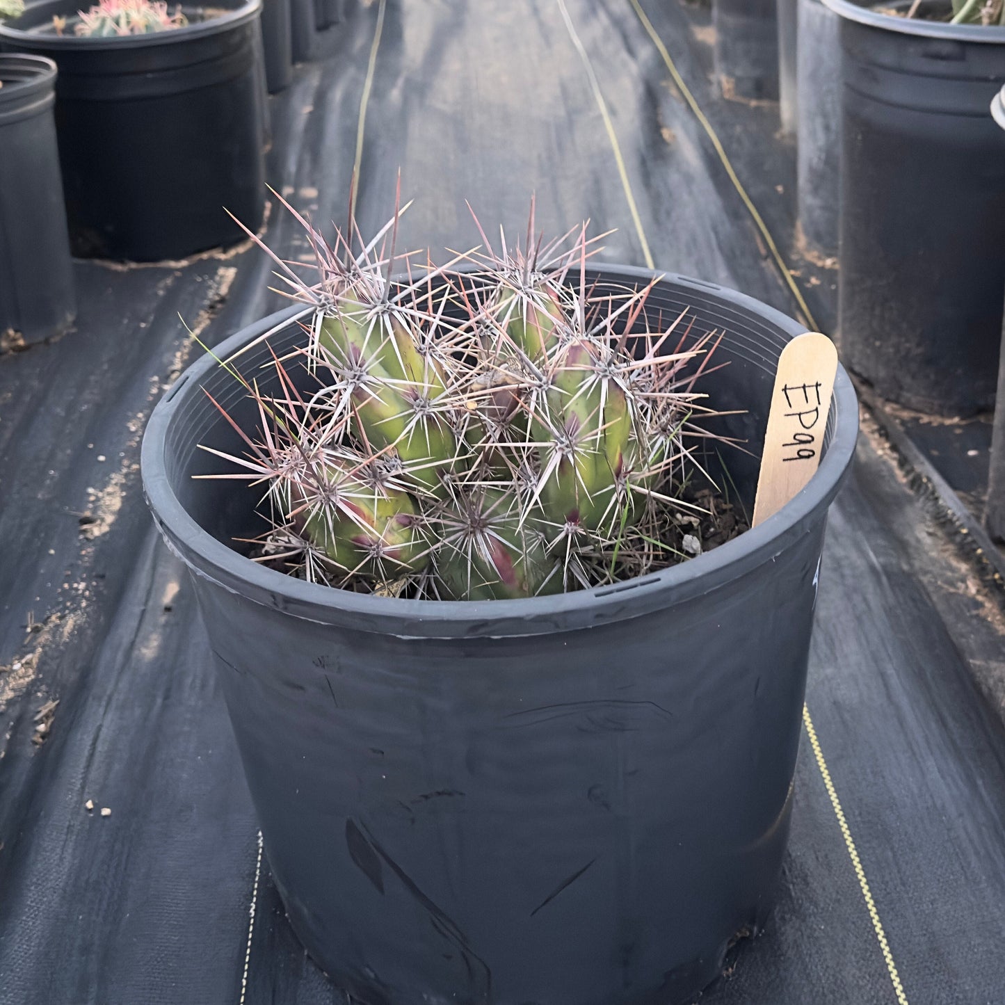 Opuntia invicta EP99 | Club Cholla