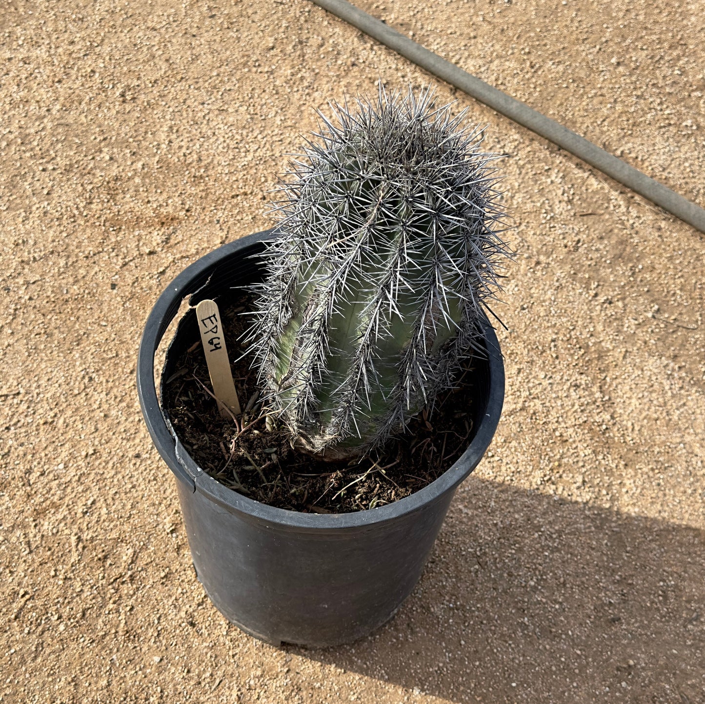 Saguaro - Carnegiea gigantea EP64