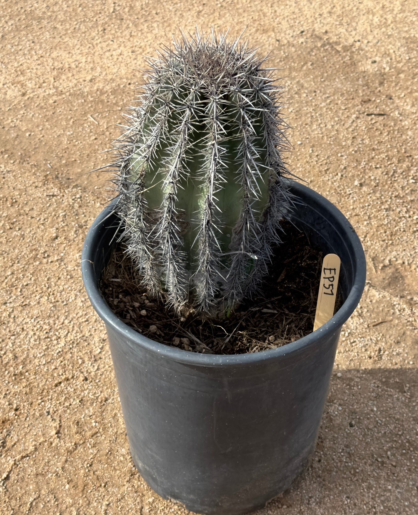 Saguaro - Carnegiea gigantea EP57