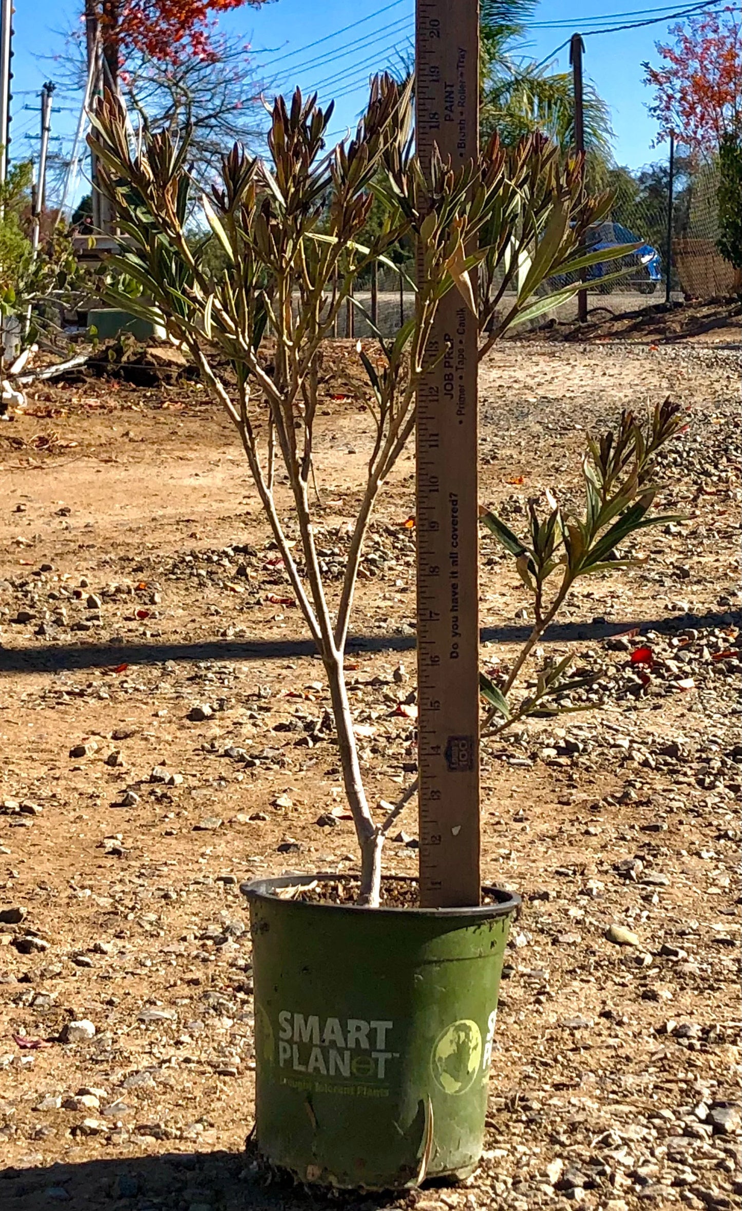 1gal 'Hardy Red' Oleander | Nerium oleander