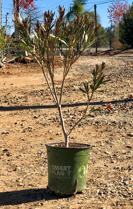 1gal 'Hardy Red' Oleander | Nerium oleander
