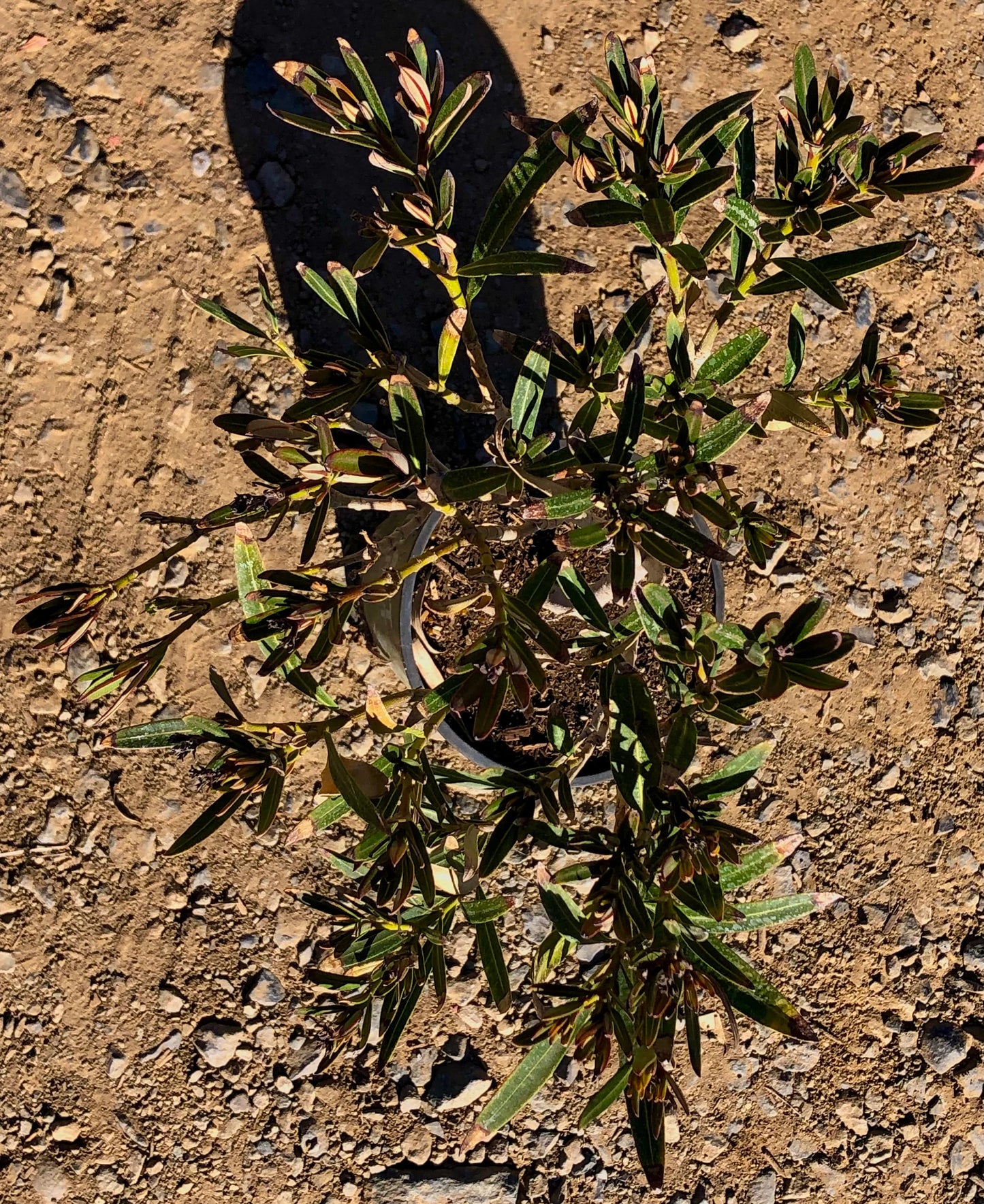 1gal 'Hardy Red' Oleander | Nerium oleander
