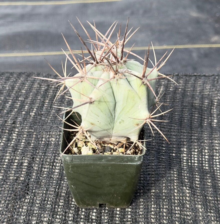 Echinocactus ingens platyacanthus Biznaga
