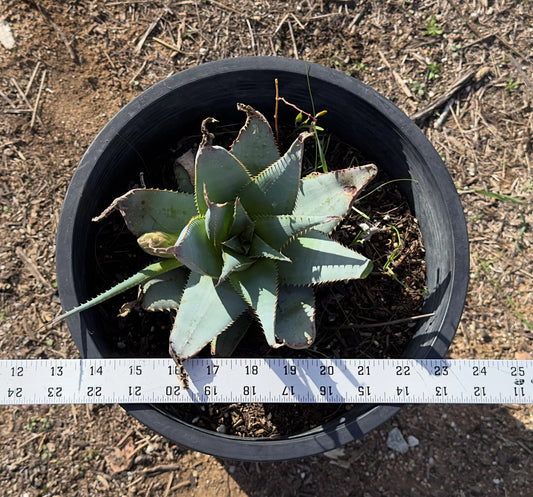 Aloe glauca (AG1)
