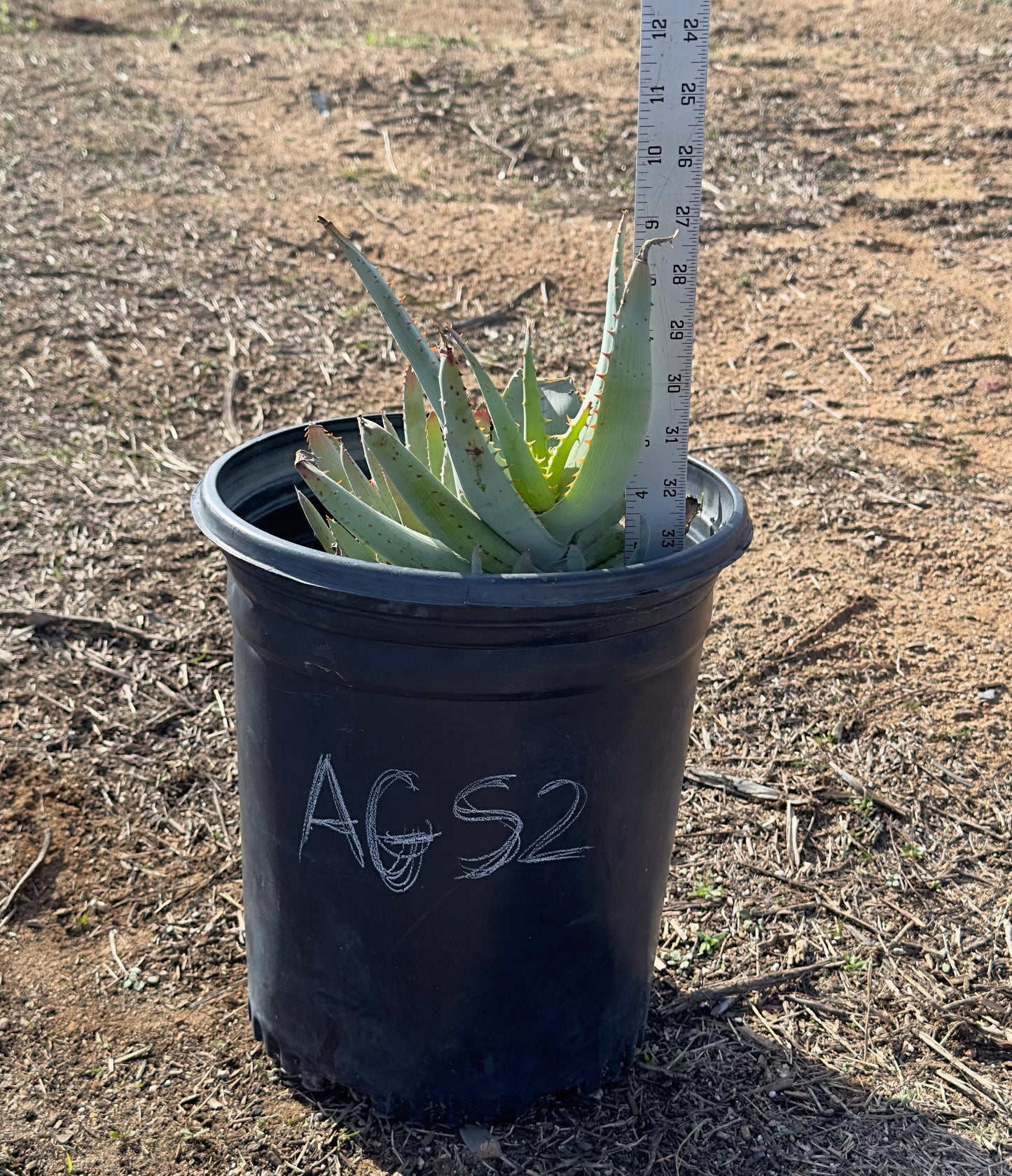 Aloe glauca ssp. spinosior AGS2