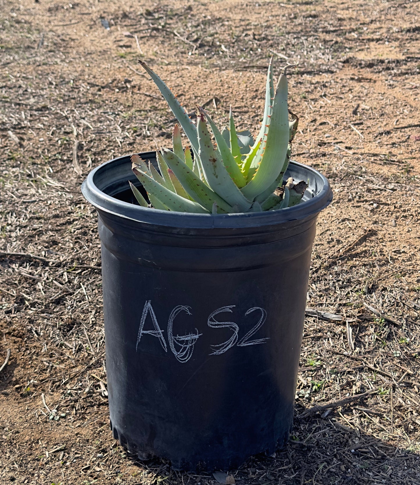 Aloe glauca ssp. spinosior AGS2