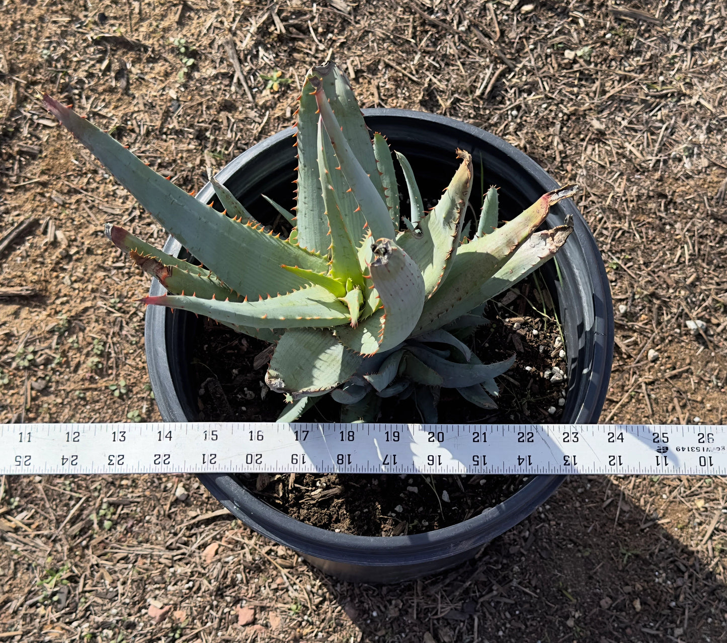 Aloe glauca ssp. spinosior (AGS3)